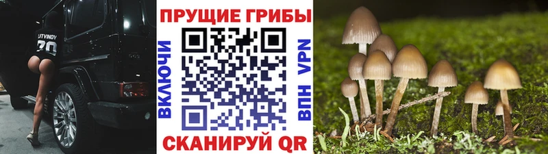 Псилоцибиновые грибы MAGIC MUSHROOMS Касимов